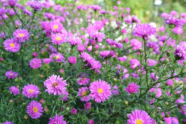 Close-up of pink flowers blooming in field