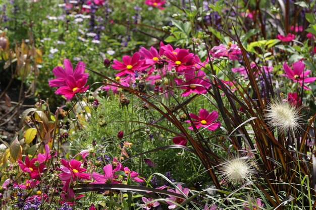 Close-up of pink flowers blooming on field