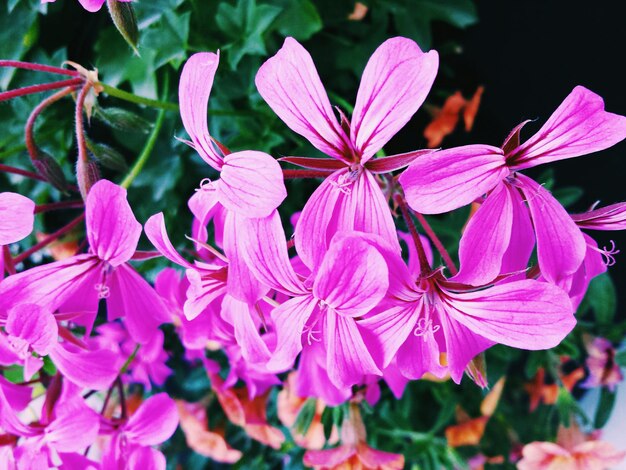 Close-up of pink flowers blooming in garden