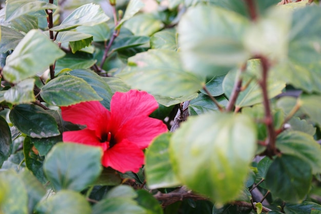 庭でいているピンクの花のクローズアップ