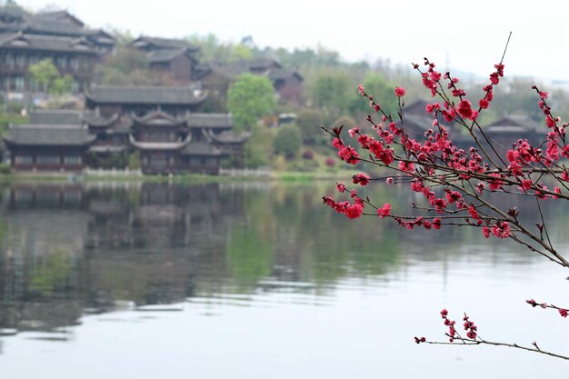 Photo close-up of pink flowers blooming in lake