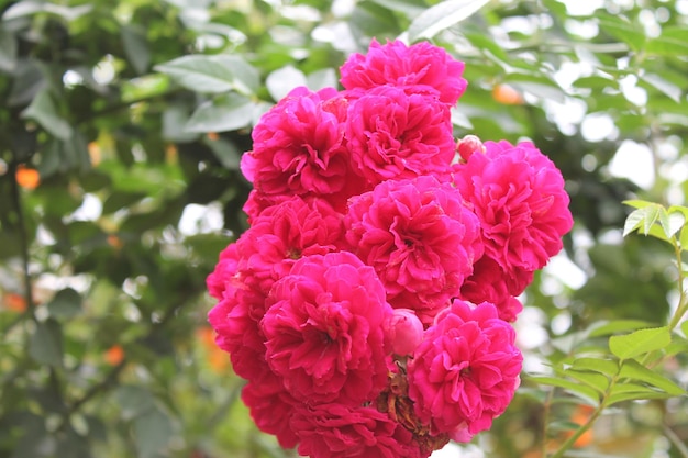 close-up of pink flowers blooming in lawn