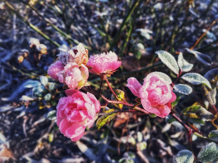 Photo 冬の初日に屋外でくピンクの花のクローズアップ