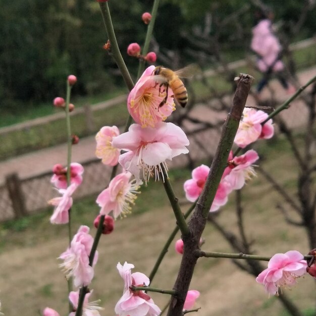 Close-up of pink flowers blooming outdoors