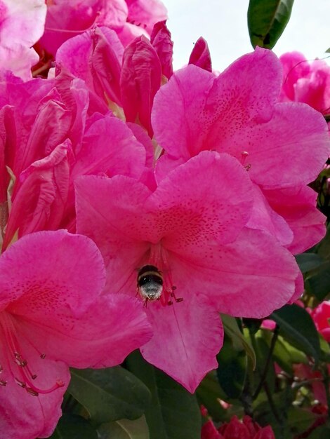 Close-up of pink flowers blooming outdoors