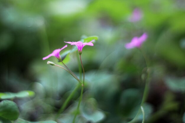 Close-up of pink flowers blooming outdoors