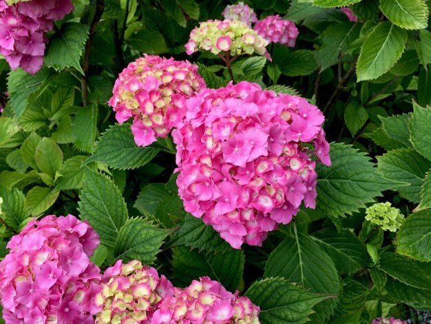 Close-up of pink flowers blooming outdoors