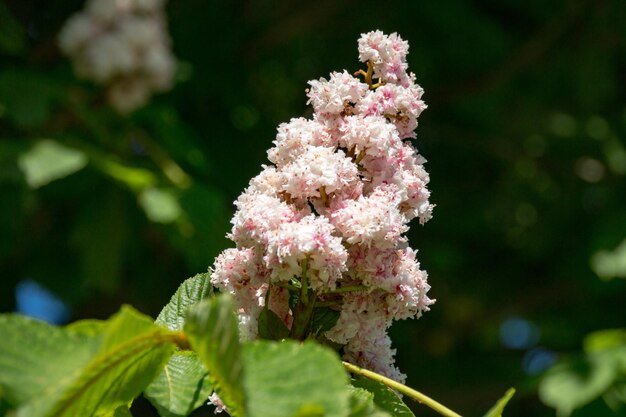 外でいているピンクの花のクローズアップ