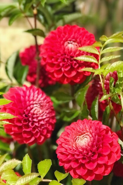 Close-up of pink flowers blooming outdoors