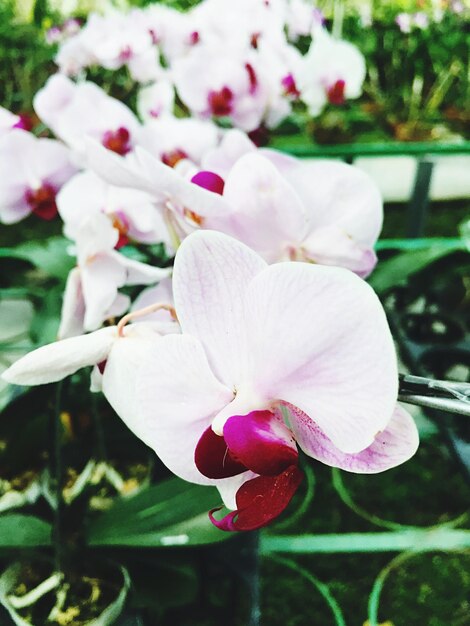 Close-up of pink flowers blooming outdoors