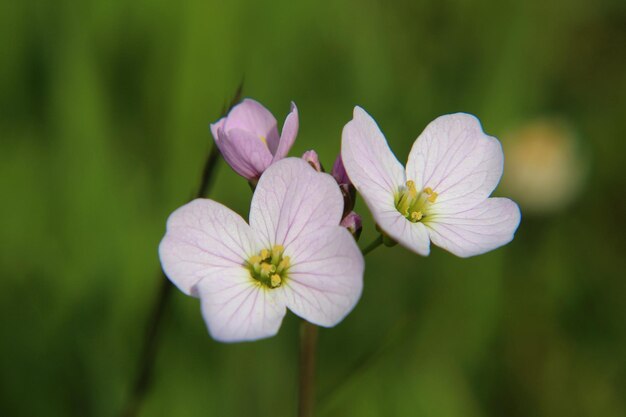 Photo close-up of pink flowers blooming outdoors