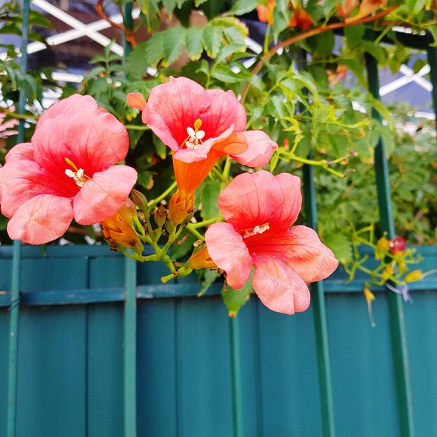 Photo close-up of pink flowers blooming outdoors