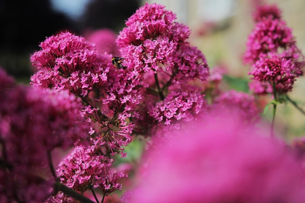 야외 에서 꽃 이 피는 분홍색 꽃 의 클로즈업