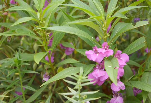 Photo close-up of pink flowers blooming outdoors