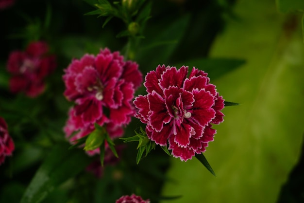 外でいているピンクの花のクローズアップ