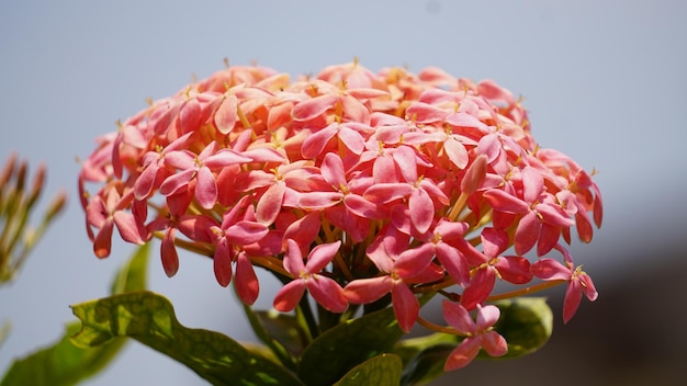 Close-up of pink flowers blooming outdoors