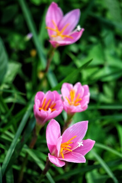 Close-up of pink flowers blooming outdoors