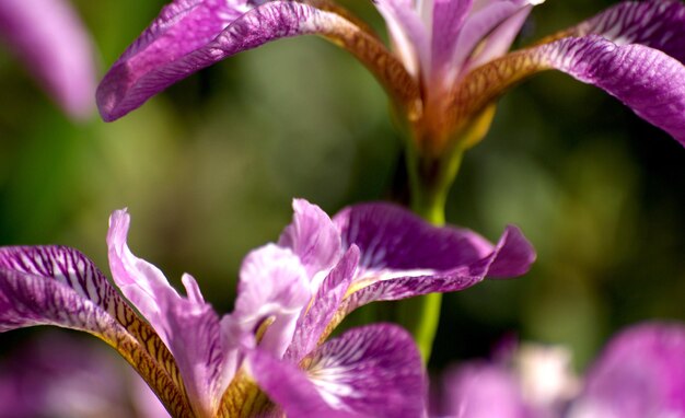 Close-up of pink flowers blooming outdoors