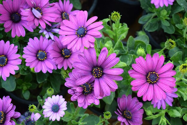 Close-up of pink flowers blooming outdoors