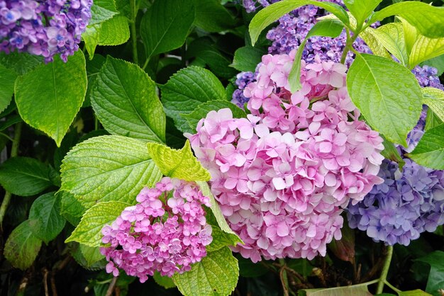 Close-up of pink flowers blooming outdoors