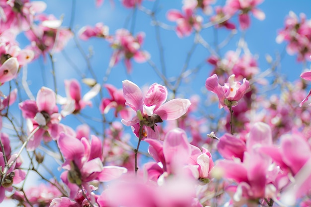 Photo close-up of pink flowers blooming outdoors