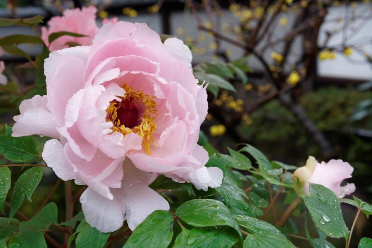 Photo 外でいているピンクの花のクローズアップ