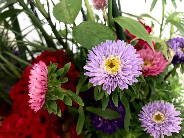 Close-up of pink flowers blooming outdoors