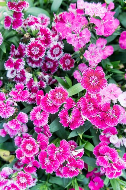 Close-up of pink flowers blooming outdoors