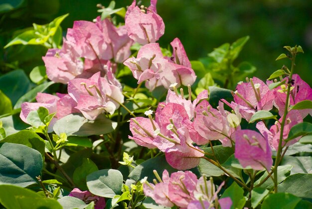 Close-up of pink flowers blooming outdoors