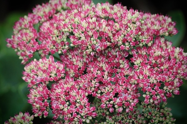 Close-up of pink flowers blooming outdoors