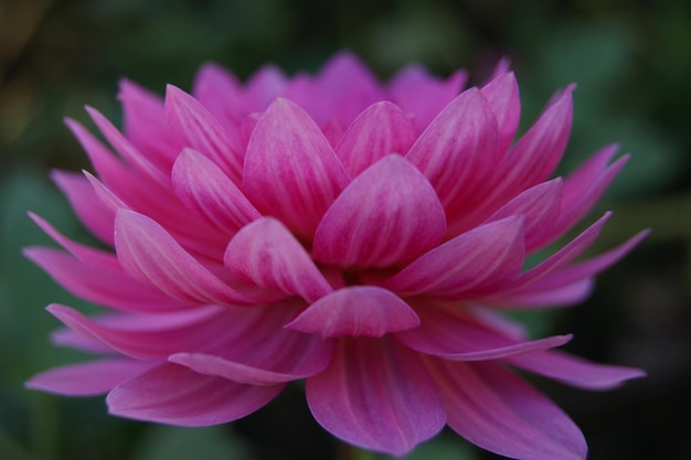 Foto close-up di fiori rosa che fioriscono all'aperto