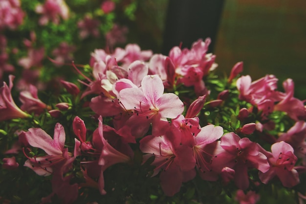 外で ⁇ いているピンクの花のクローズアップ