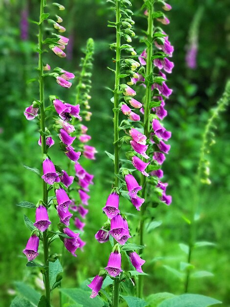 Close-up of pink flowers blooming outdoors