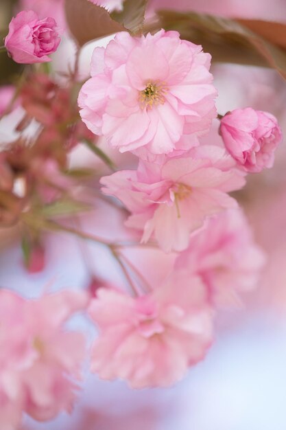 外でいているピンクの花のクローズアップ