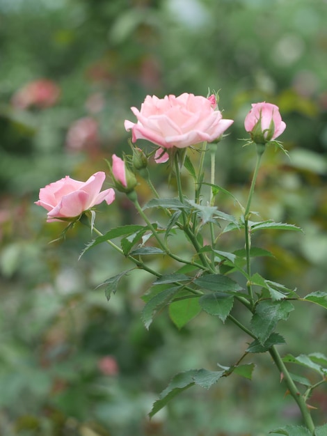 Photo close-up of pink flowers blooming outdoors