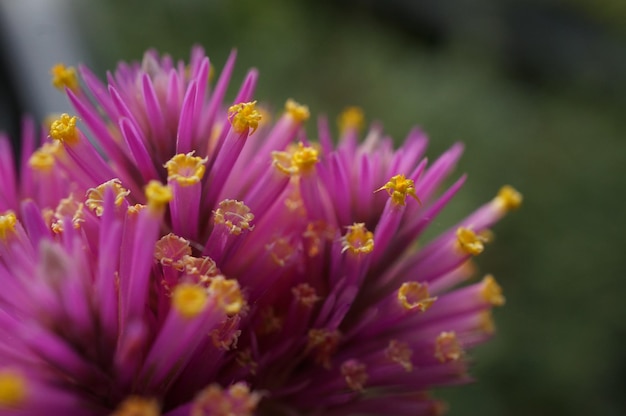 Foto close-up di fiori rosa che fioriscono all'aperto