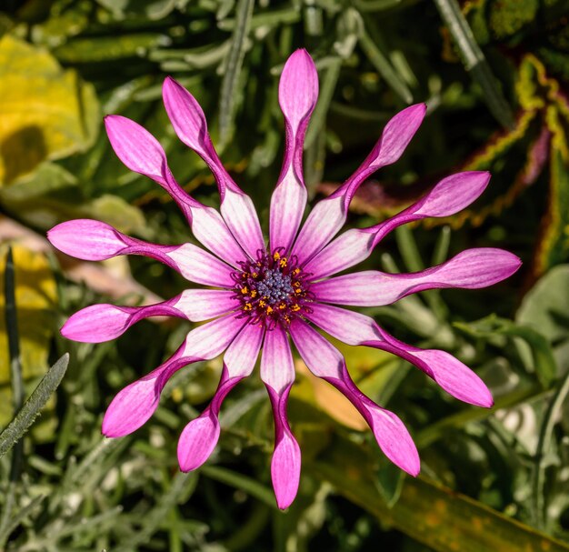 外でいているピンクの花のクローズアップ