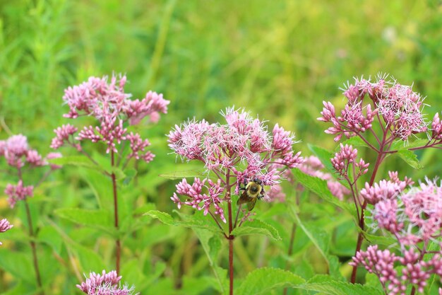 Close-up of pink flowers blooming outdoors