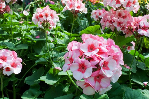 Close-up of pink flowers blooming outdoors