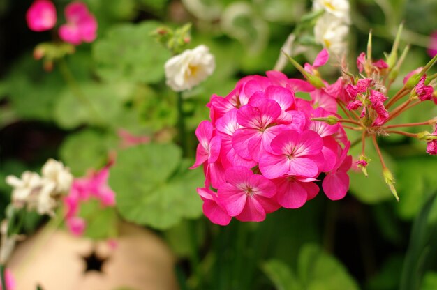 Close-up of pink flowers blooming outdoors