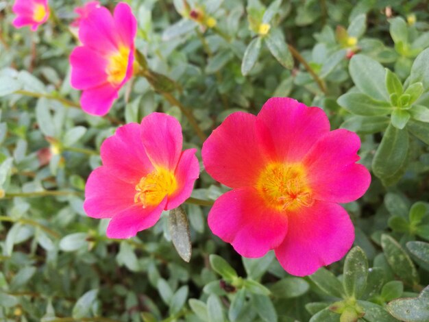 Close-up of pink flowers blooming outdoors