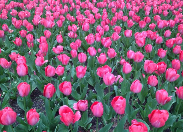 Close-up of pink flowers blooming outdoors