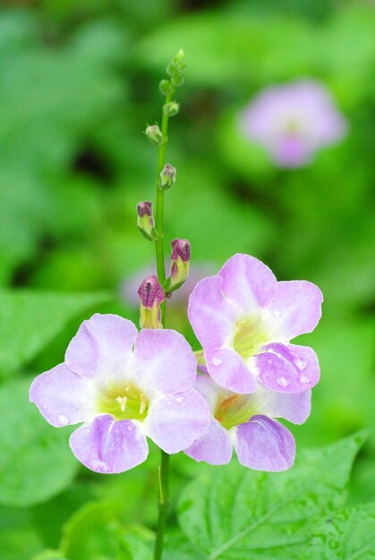 Close-up of pink flowers blooming outdoors