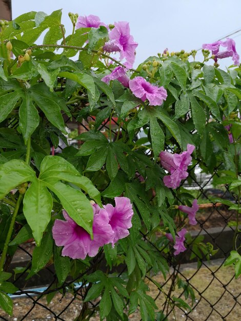 Close-up of pink flowers blooming outdoors