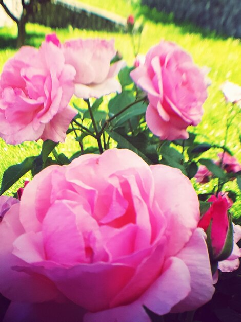 Close-up of pink flowers blooming outdoors