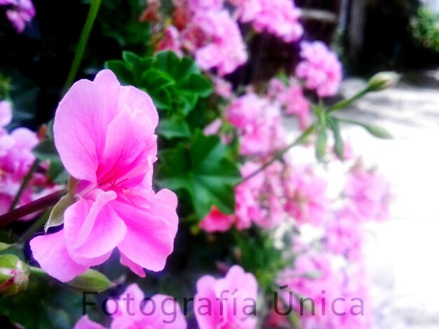 Close-up of pink flowers blooming outdoors