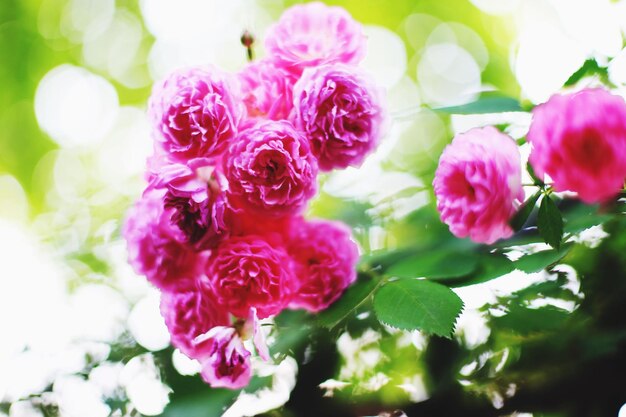 Close-up of pink flowers blooming outdoors