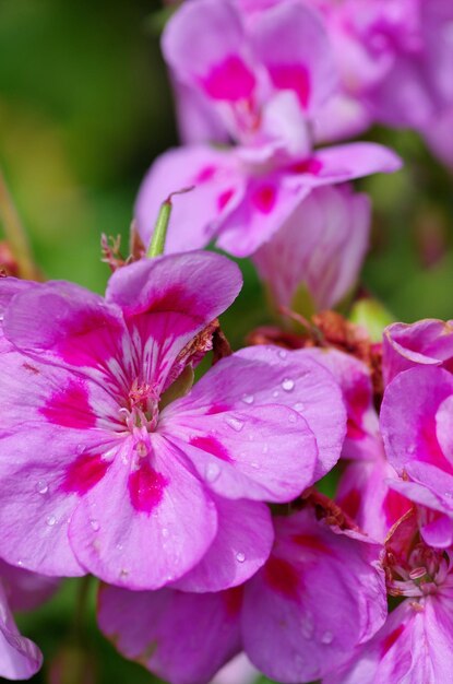 Close-up of pink flowers blooming outdoors