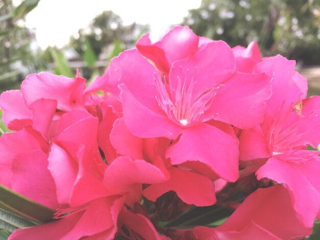 Close-up of pink flowers blooming outdoors