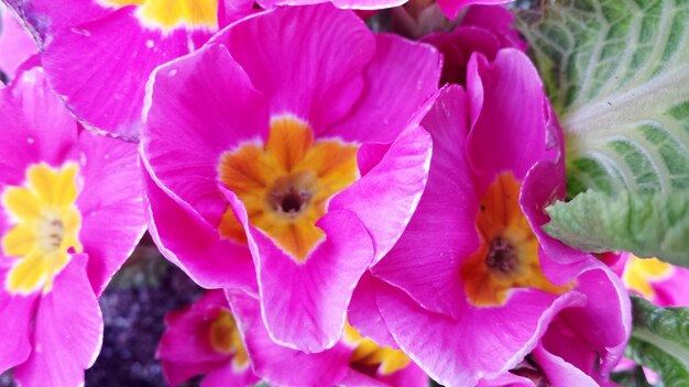 Close-up of pink flowers blooming outdoors